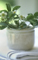 Still Life 21